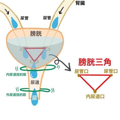 膀胱三角 構成